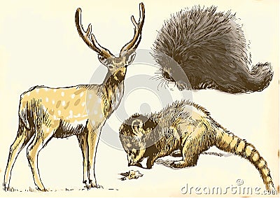 Deer, Coati and Porcupine Vector Illustration