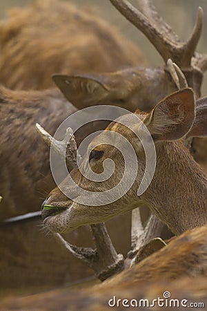 A deer in the colors Stock Photo