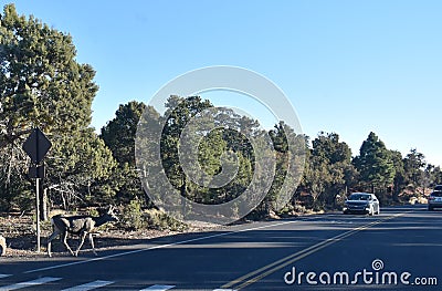 A deer crosses Desert View Drive in Grand Canyon National Park to get to the forest, stopping traffic in late afternoon Editorial Stock Photo