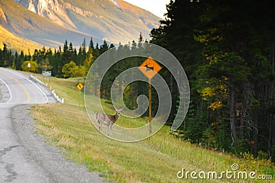 Deer Crossing Stock Photo