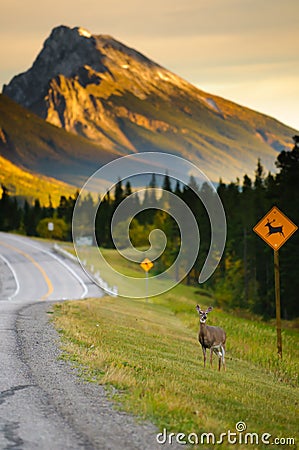 Deer Crossing Stock Photo