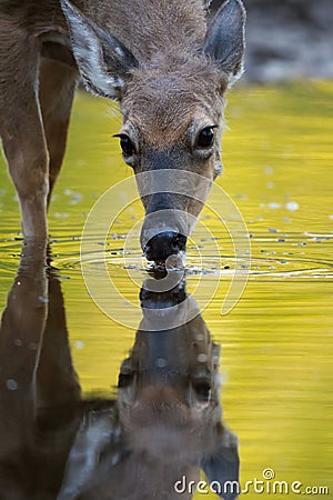 Deer Drinking Stock Photo