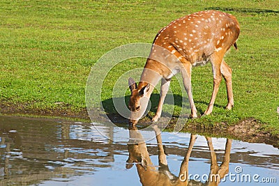 Deer drinking water Stock Photo