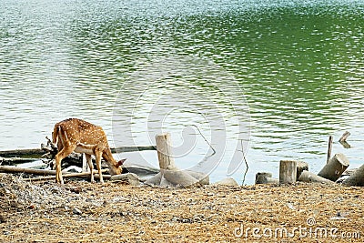 Deer drinking water at the river Stock Photo