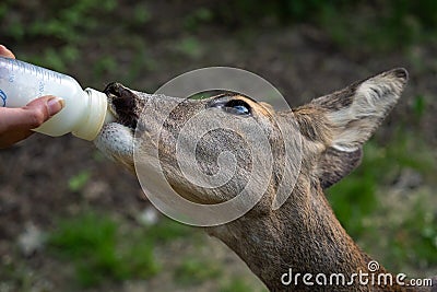 Deer drinks milk from the bottle, Capreolus capreolus Stock Photo