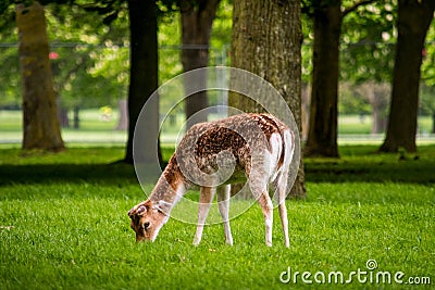 A deer eating grass in Pheonix Park, Dublin Stock Photo