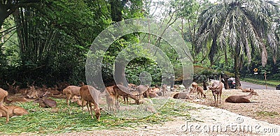 Deer eating grass zoo wildlife nature life animal mamal Stock Photo