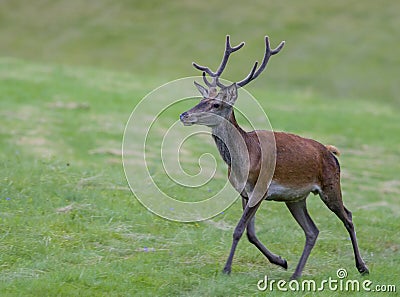 Deer European Stock Photo
