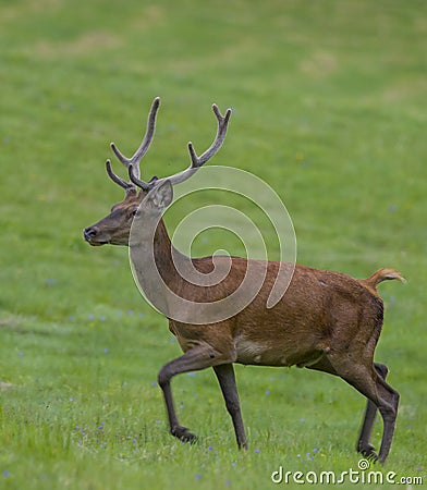 Deer European Stock Photo