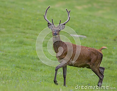 Deer European Stock Photo