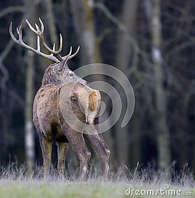European deer - Cervus elaphus Stock Photo