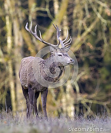 European deer - European roe Stock Photo