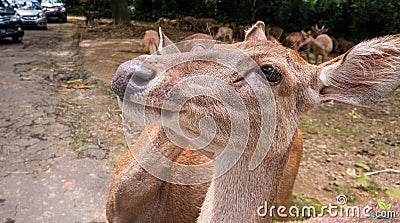 A deer eyes waiting to be fed Stock Photo