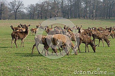 Deer family Stock Photo