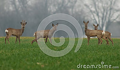 Deer family Stock Photo