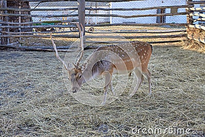 Deer on the farm. A young deer walks in the corral. Farm with animals in the village. Deer sits on the lawn. Stock Photo