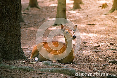 Deer fawn portrait forest park wild brown animals youngdeer Stock Photo