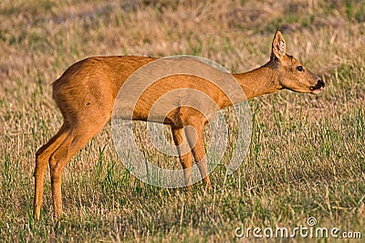 Capreolus capreolus european roe deer female. Stock Photo