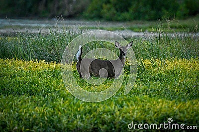 Deer in a field of the Sidecut Metropark in Ohio, United States Stock Photo