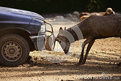 Deer fighting with a car, power combat Stock Photo