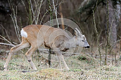 Deer in forest Stock Photo