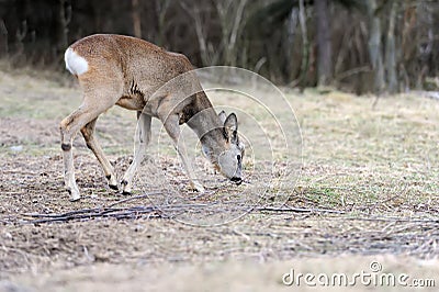 Deer in forest Stock Photo