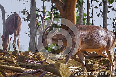 Deer in the forest wildlife Stock Photo