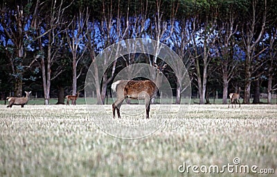 Deer in a forrest Stock Photo