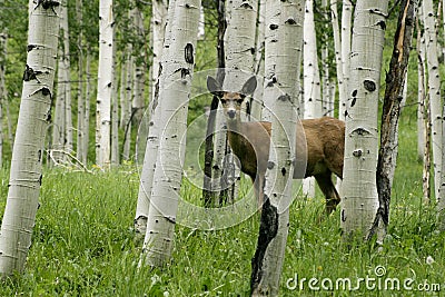 Deer in forrest Stock Photo