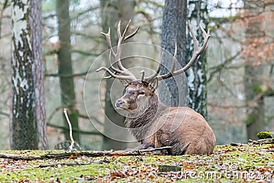 Deer in the forrest in autumn/winter time with brown leafes and Stock Photo