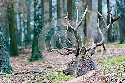 Deer in the forrest in autumn/winter time with brown leafes and Stock Photo