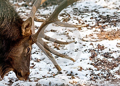 Deer in the forrest in autumn/winter time with brown leafes, snow and blurry background Stock Photo