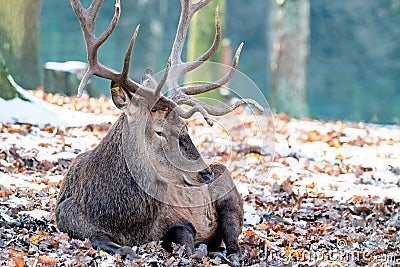 Deer in the forrest in autumn/winter time with brown leafes, snow and blurry background Stock Photo