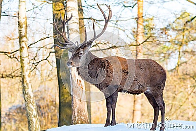 Deer in the forrest in autumn/winter time with brown leafes, snow and blurry background Stock Photo