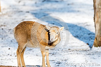 Deer in the forrest in autumn/winter time with brown leafes, snow and blurry background Stock Photo