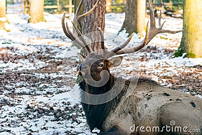 Deer in the forrest in autumn/winter time with brown leafes, snow and blurry background Stock Photo