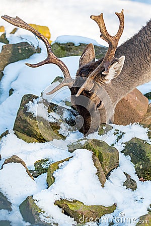 Deer in the forrest in autumn/winter time with brown leafes, snow and blurry background Stock Photo