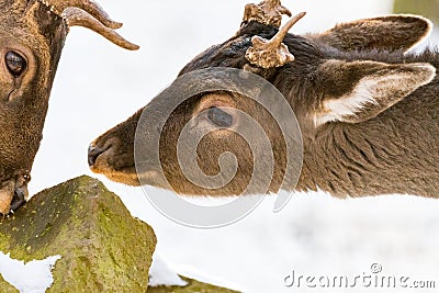 Deer in the forrest in autumn/winter time with brown leafes, snow and blurry background Stock Photo