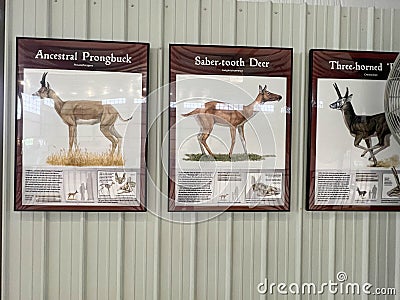 Deer fossils in the Rhino Barn Ashfall Fossil Beds State Historic Park in Royal, NE Editorial Stock Photo