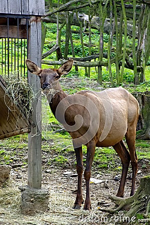 Deer, friendly animals at the Prague Zoo. Editorial Stock Photo