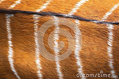Deer fur texture. Nyala skin pattern. Abstract animal brown hair. Stock Photo