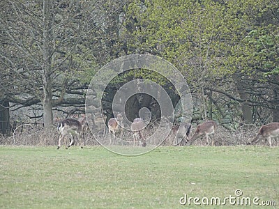 Deer in the Glen Stock Photo