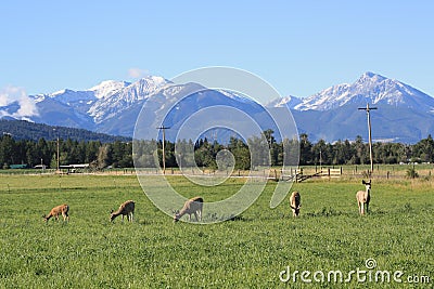 Deer Graze beneath the Rockies Stock Photo