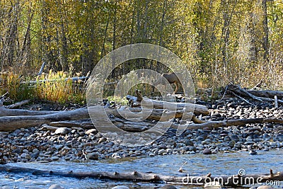 Deer Grazing Along Creek Stock Photo