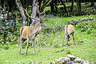 Deer and deer grazing on green grass in a forest Stock Photo