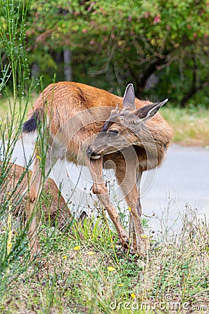 deer grazing on a green strip between roads Stock Photo