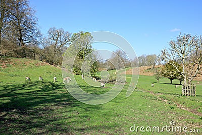 Deer grazing in the hilly Kent countryside Stock Photo