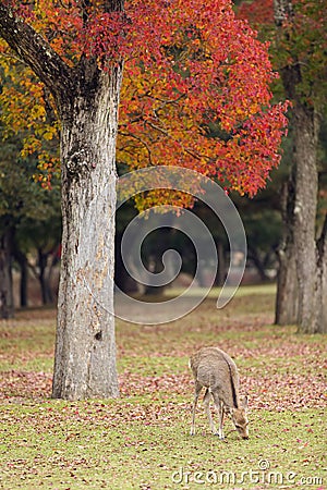 Deer grazing in Nara park Stock Photo