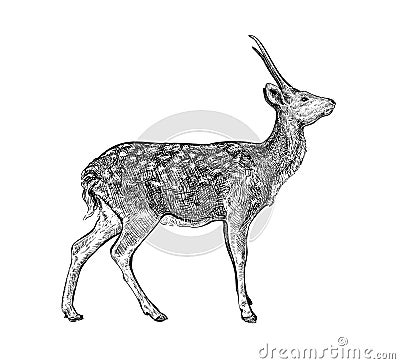 Deer Hand drawn sketch 6 Vector Illustration