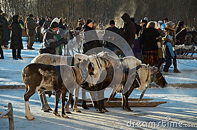 The Deer Harnessed In Sledge Editorial Stock Photo